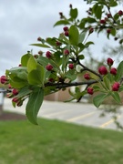 28th Apr 2024 - Crab apple blossoms
