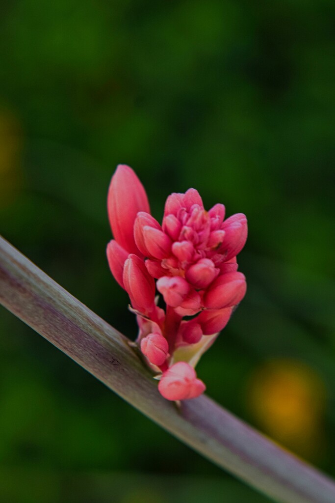4 27 Red Yucca Buds by sandlily