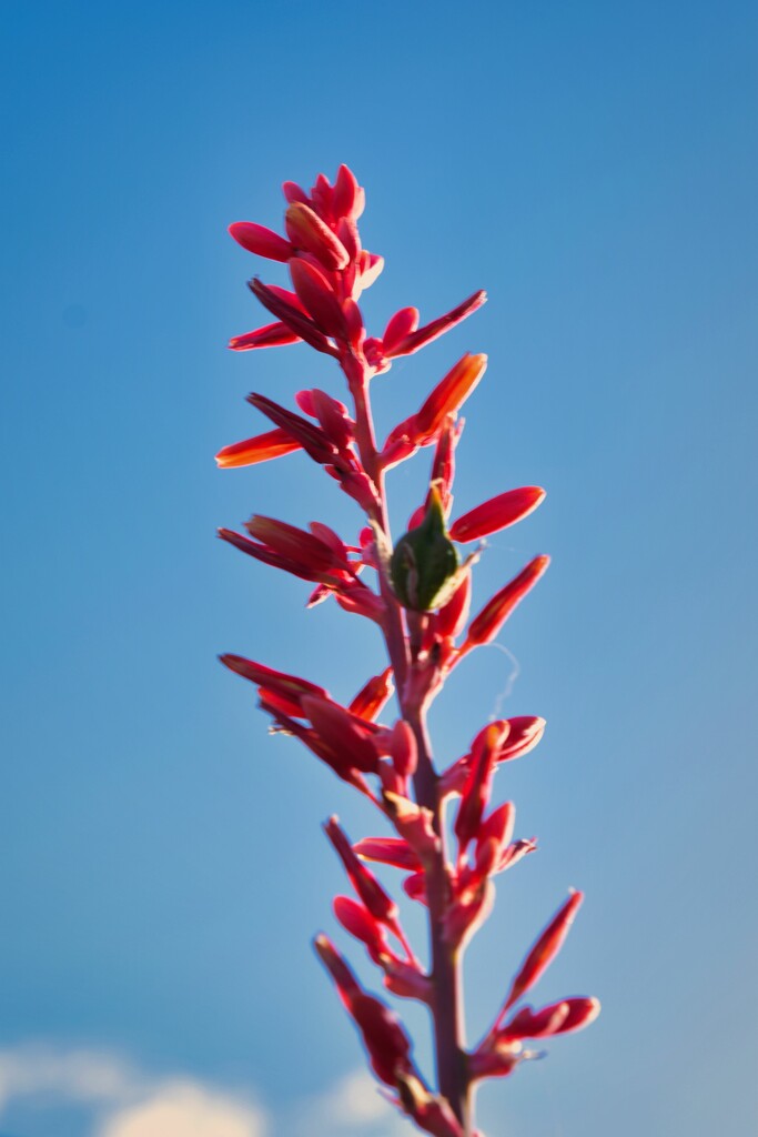 4 27 Red Yucca by sandlily