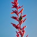 4 27 Red Yucca by sandlily