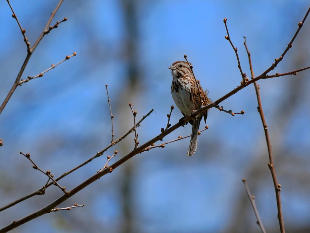 Song Sparrow by ljmanning