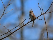 28th Apr 2024 - Song Sparrow