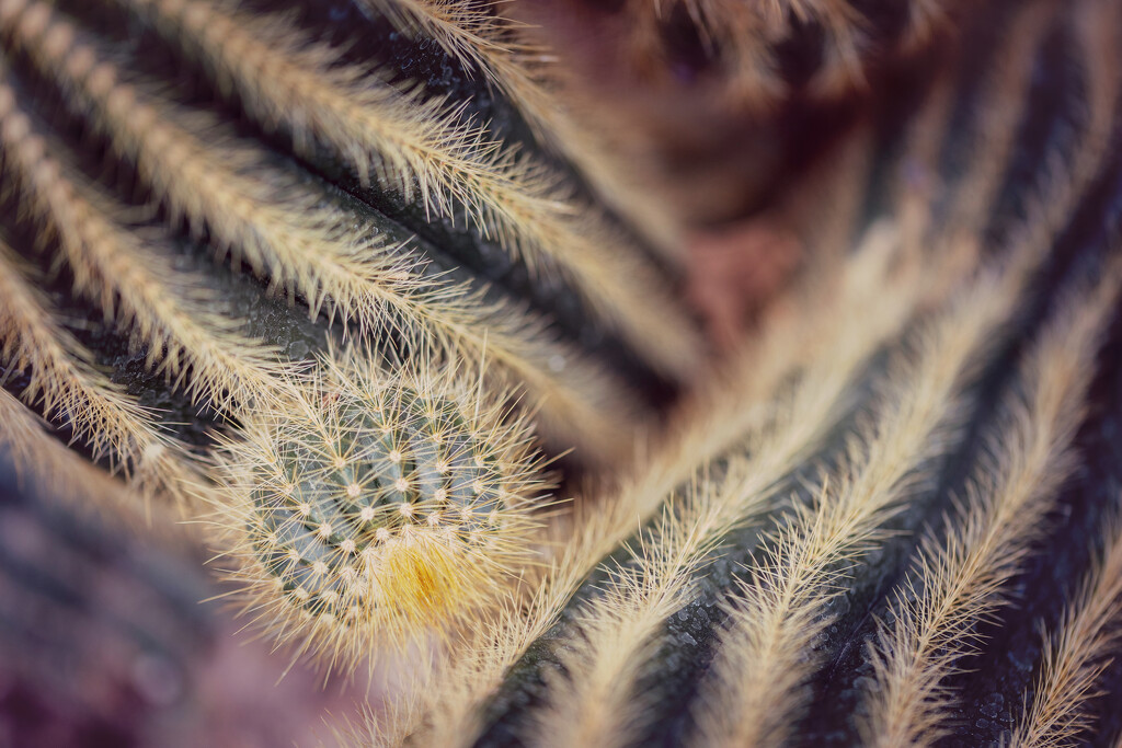 Cactus by pdulis