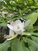 28th Apr 2024 - The deciduous magnolia is blooming