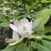 The deciduous magnolia is blooming