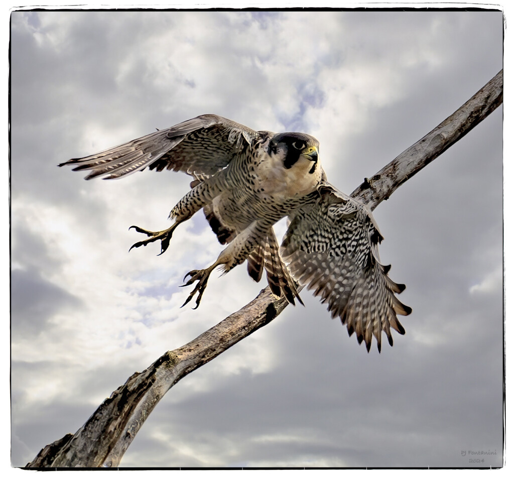 Peregrine Falcon Launch by bluemoon