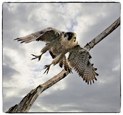 28th Apr 2024 - Peregrine Falcon Launch