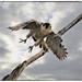 Peregrine Falcon Launch