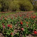 tulips and more tulips