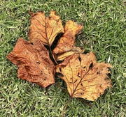 29th Apr 2024 - Fallen leaves 