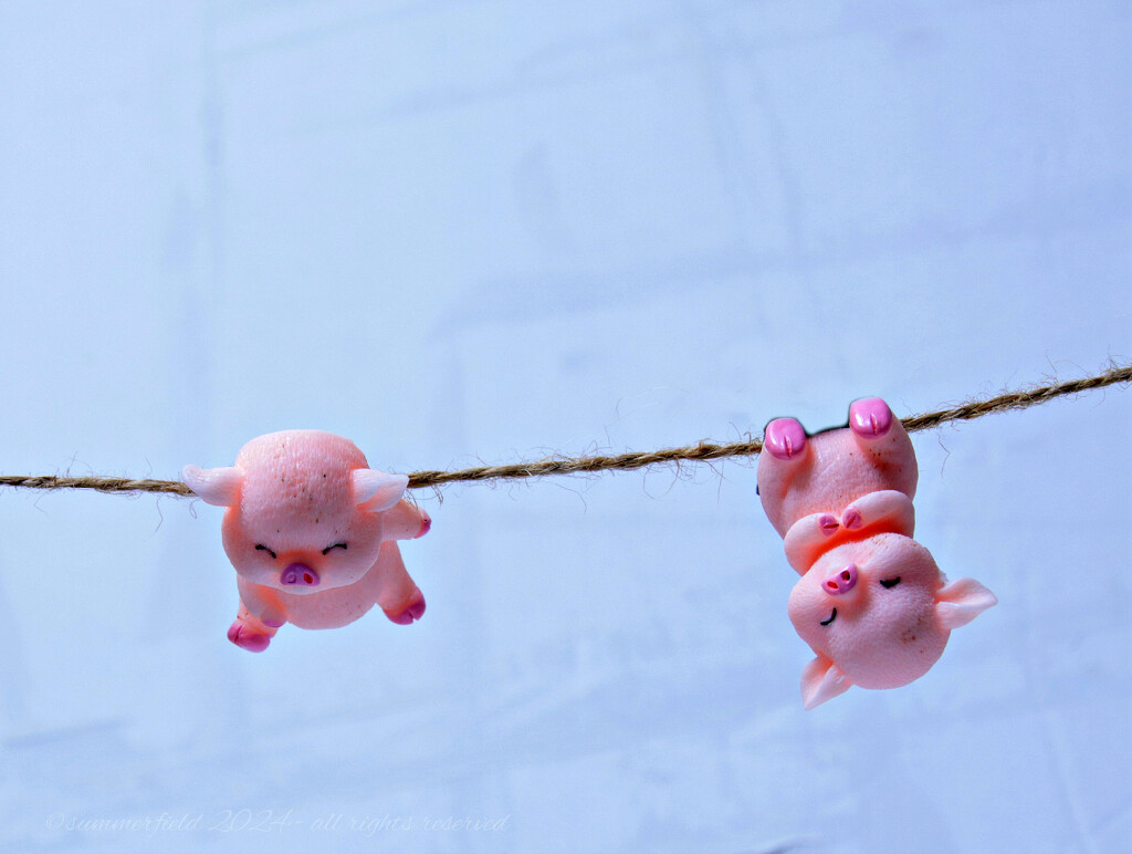 air-dried piggies on string by summerfield