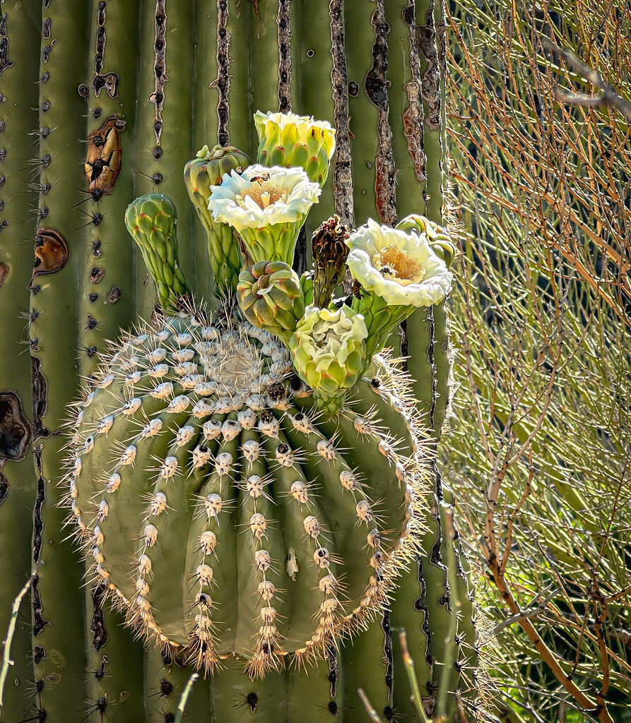 Saguaro Flowers by jnewbio