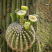 Saguaro Flowers by jnewbio