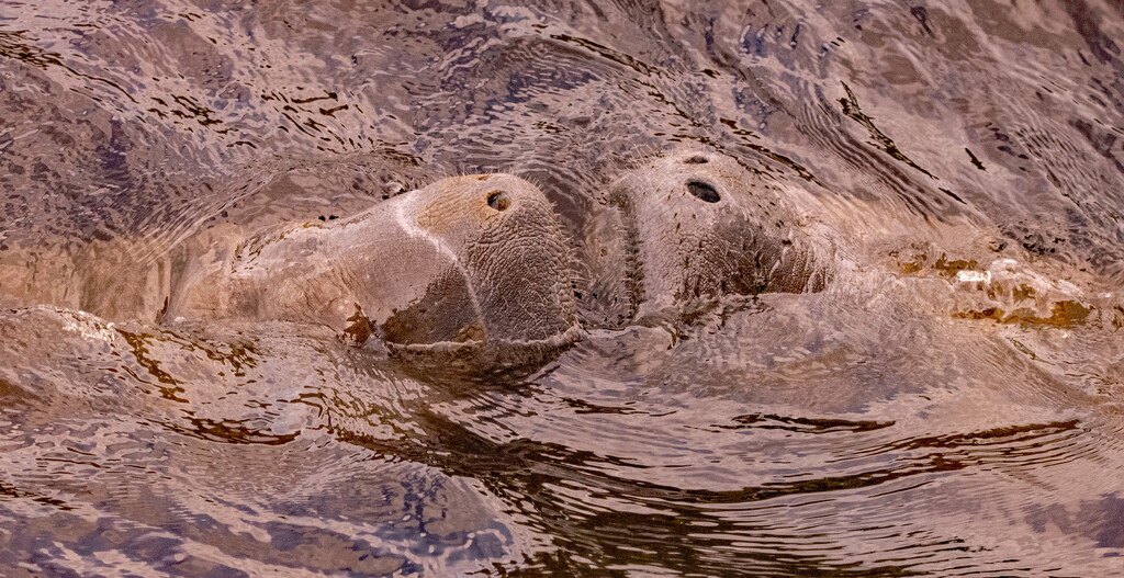 Baby Manatee's! by rickster549