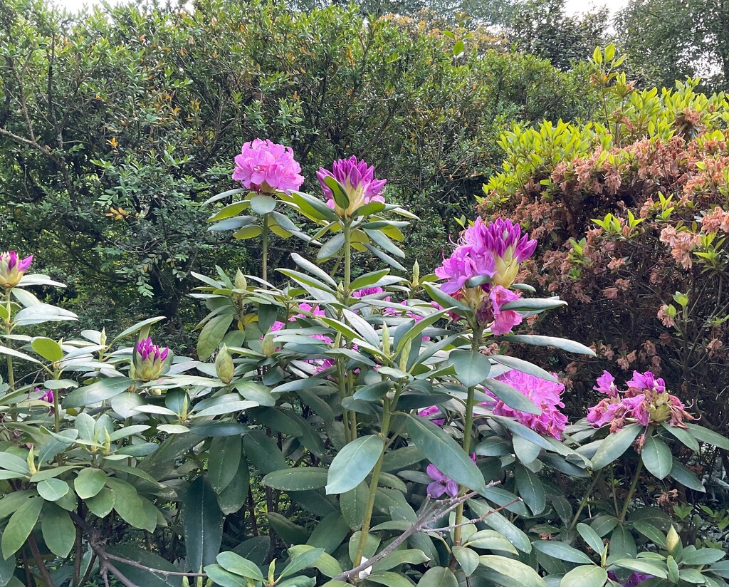 Rhododendrons in the Reveille Garden by allie912