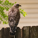 Red Shouldered Hawk on the Fence!
