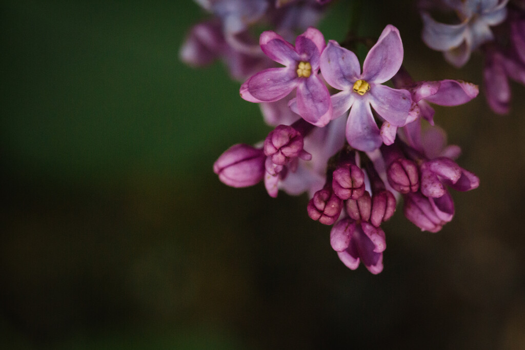 Lilacs by tina_mac