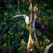 27th Apr 2024 - White-throated Toucan