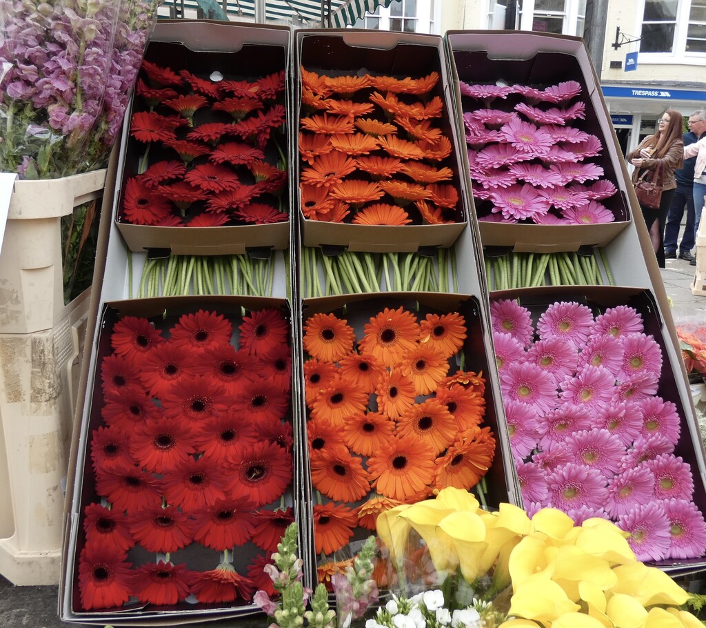 Transvaal Daisies Wells Market  by foxes37