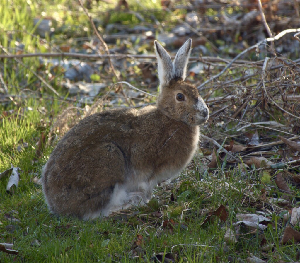 Snowshoe Hare by radiogirl