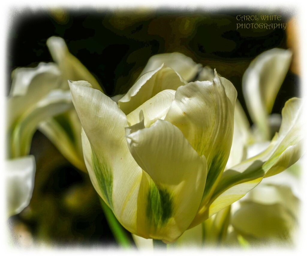 Tulip by carolmw