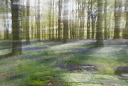 29th Apr 2024 - Bluebell Woods