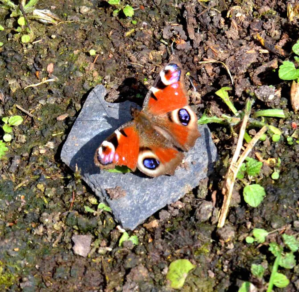 Peacock Butterfly by arkensiel