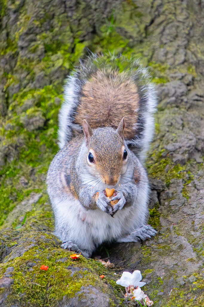 Squirrel Pudsey Park by lumpiniman