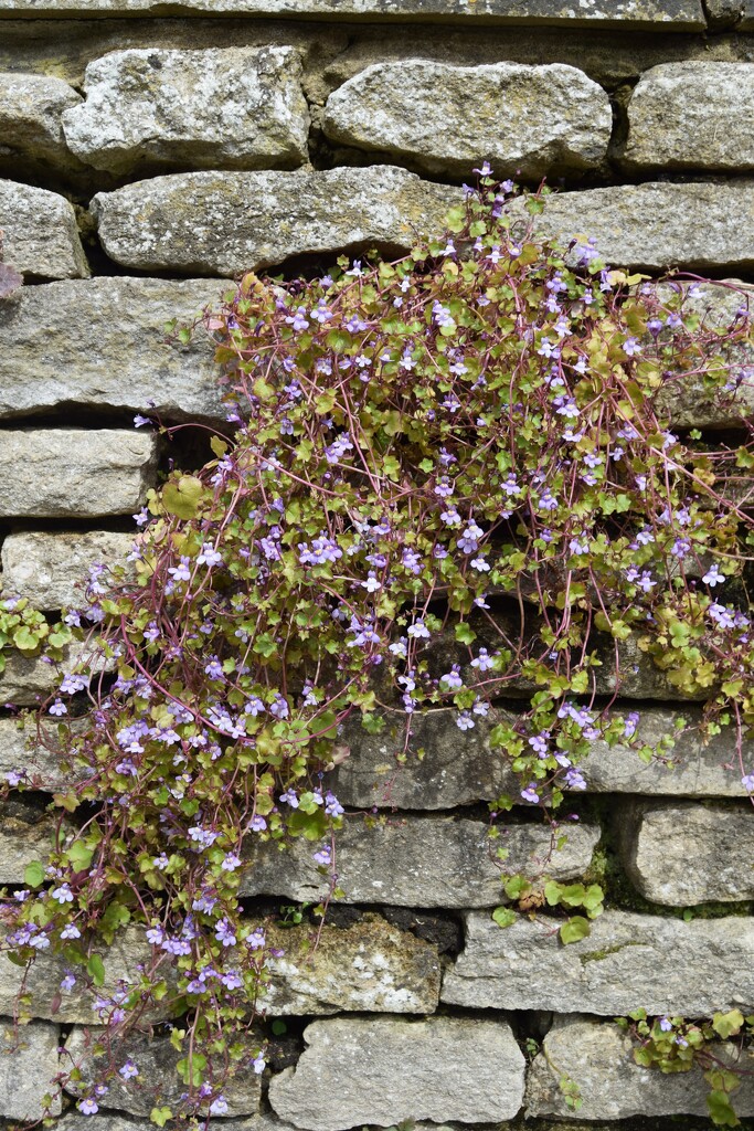 Wall flowers by dragey74