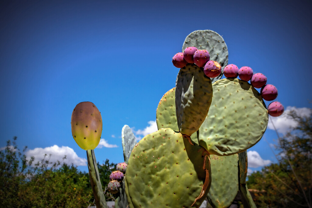 Our local prickly pear by ludwigsdiana