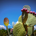 Our local prickly pear