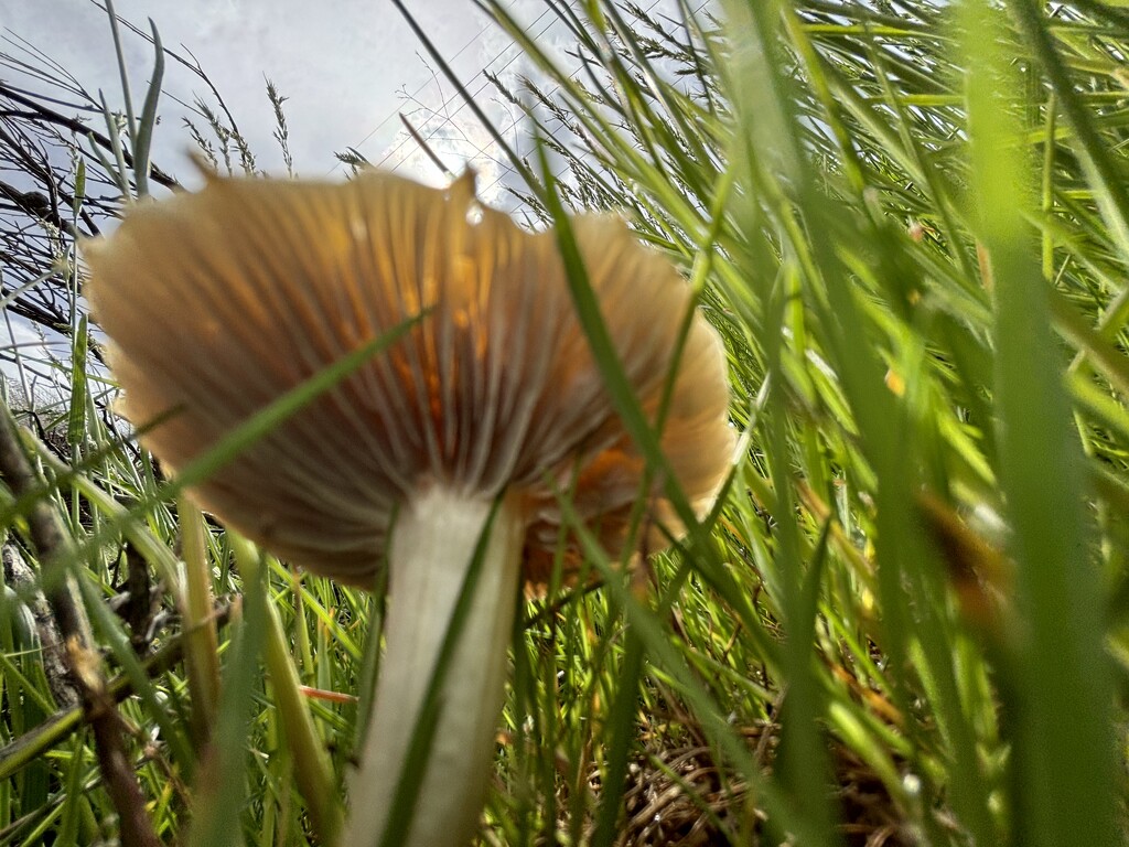 Mushroom Gills by pirish