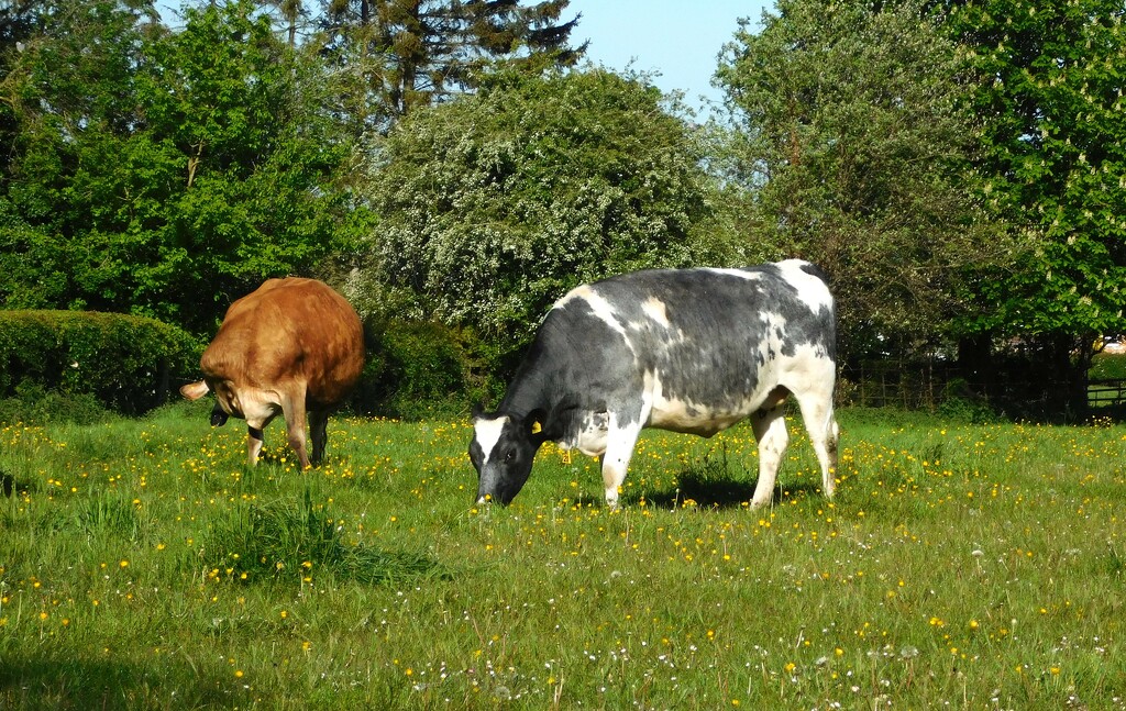 Cows by 365anne