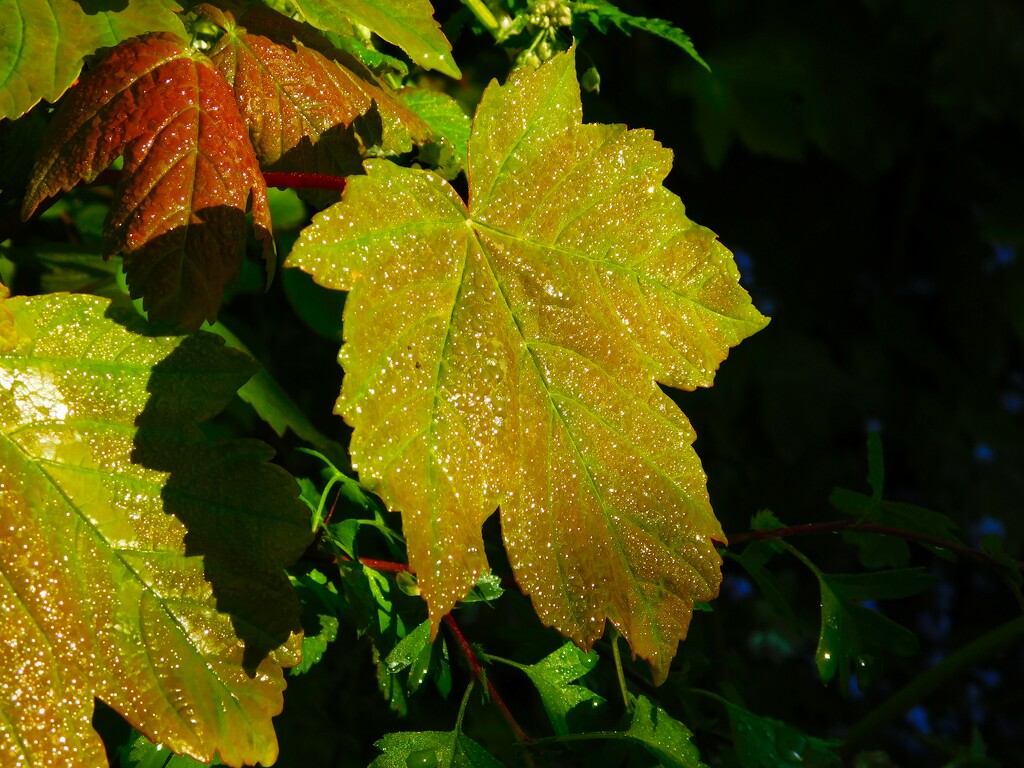 Wet leaf by 365anne