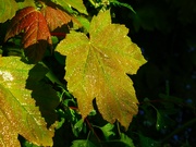 27th Apr 2024 - Wet leaf