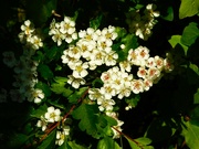 28th Apr 2024 - Hawthorne blossom