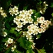 Hawthorne blossom