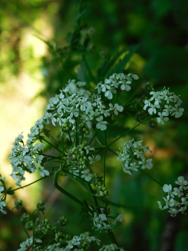Cowparsley by 365anne