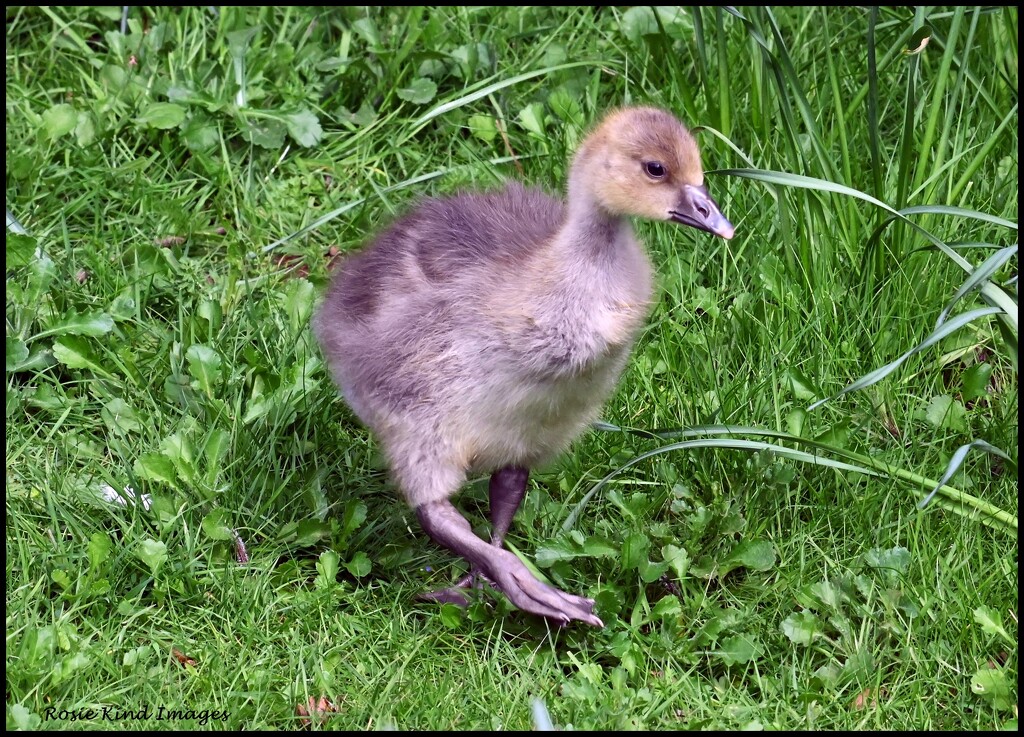 Gorgeous little gosling by rosiekind