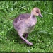 Gorgeous little gosling