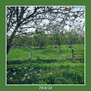 29th Apr 2024 - The orchard