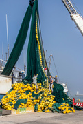 29th Apr 2024 - Fishing net