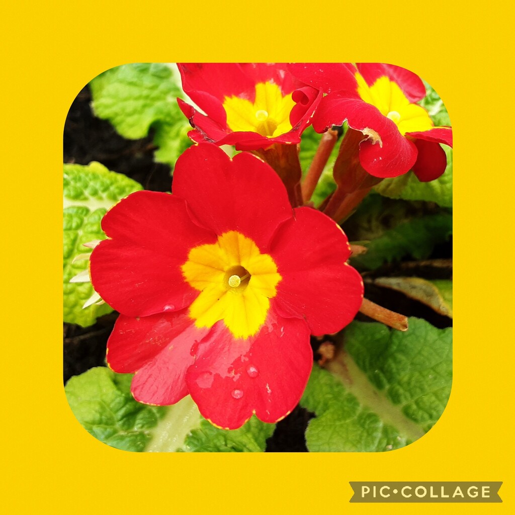 Yellow and red polyanthus flowers by grace55