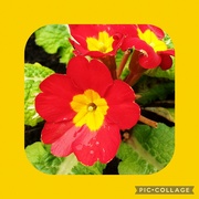 29th Apr 2024 - Yellow and red polyanthus flowers