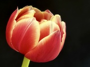 29th Apr 2024 - Frilly Tulip