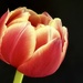 Frilly Tulip by carole_sandford