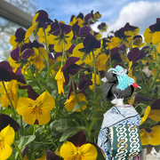 29th Apr 2024 - Hiroko find some pansies 