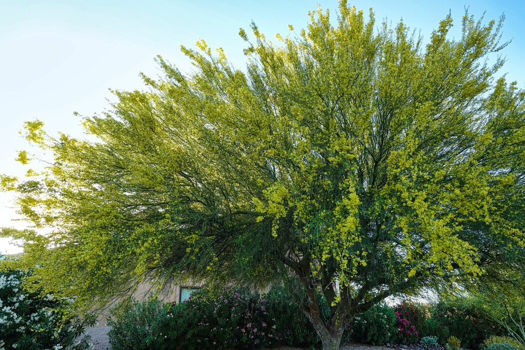 4 28 Palo Verde Tree by sandlily