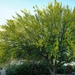 4 28 Palo Verde Tree