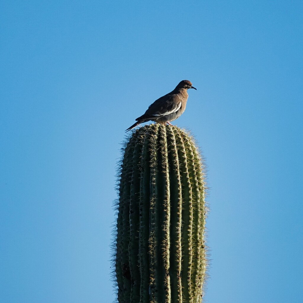 4 28 Bird on Saguaro by sandlily